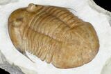 Asaphus Platyurus Trilobite - Russia #178191-4